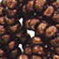 8/0 Charlotte Sead Beads - Copper (10 Grams) - Too Cute Beads